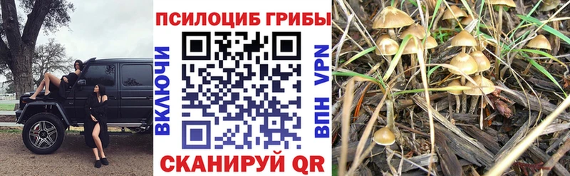 Псилоцибиновые грибы Psilocybe  Надым 